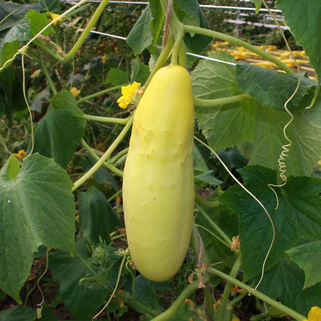Concombre jaune Gele Tros BIO