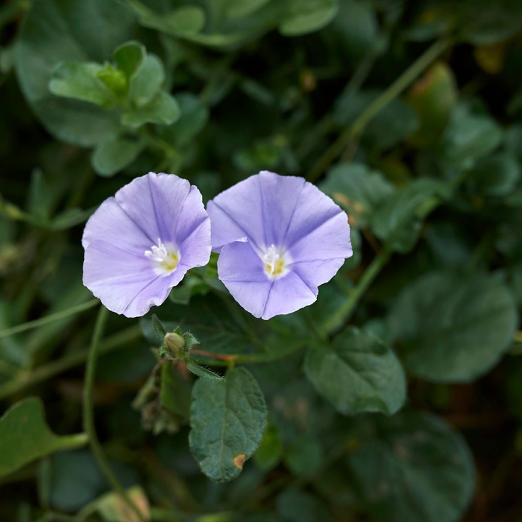 Convolvulus sabatius - Liseron de Mauritanie