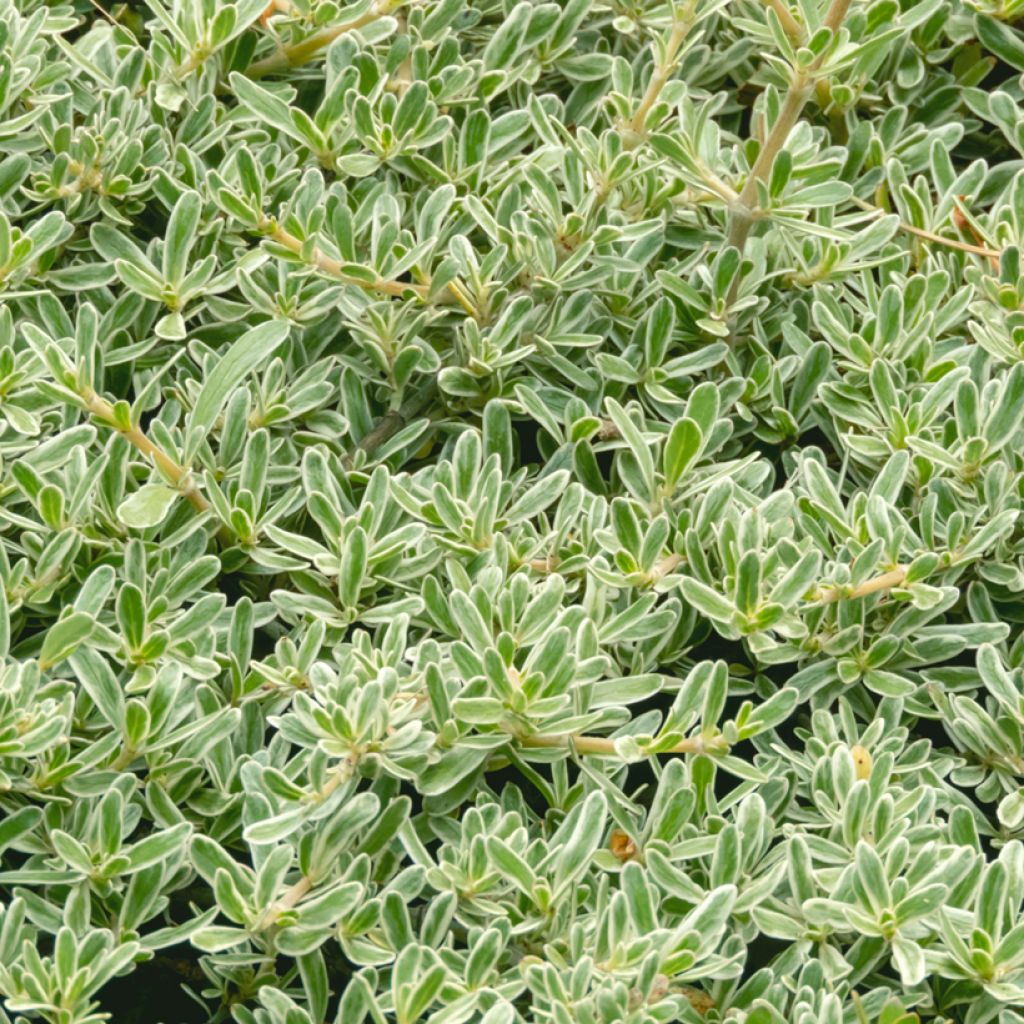 Coprosma x kirkii Variegata
