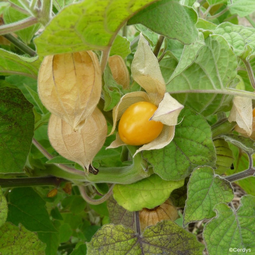 Coqueret du Pérou Fruttosa - Physalis peruviana