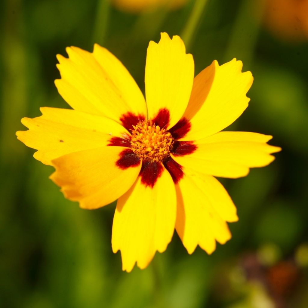 Coreopsis lanceolata Sterntaler - Coréopsis à feuilles lancéolées