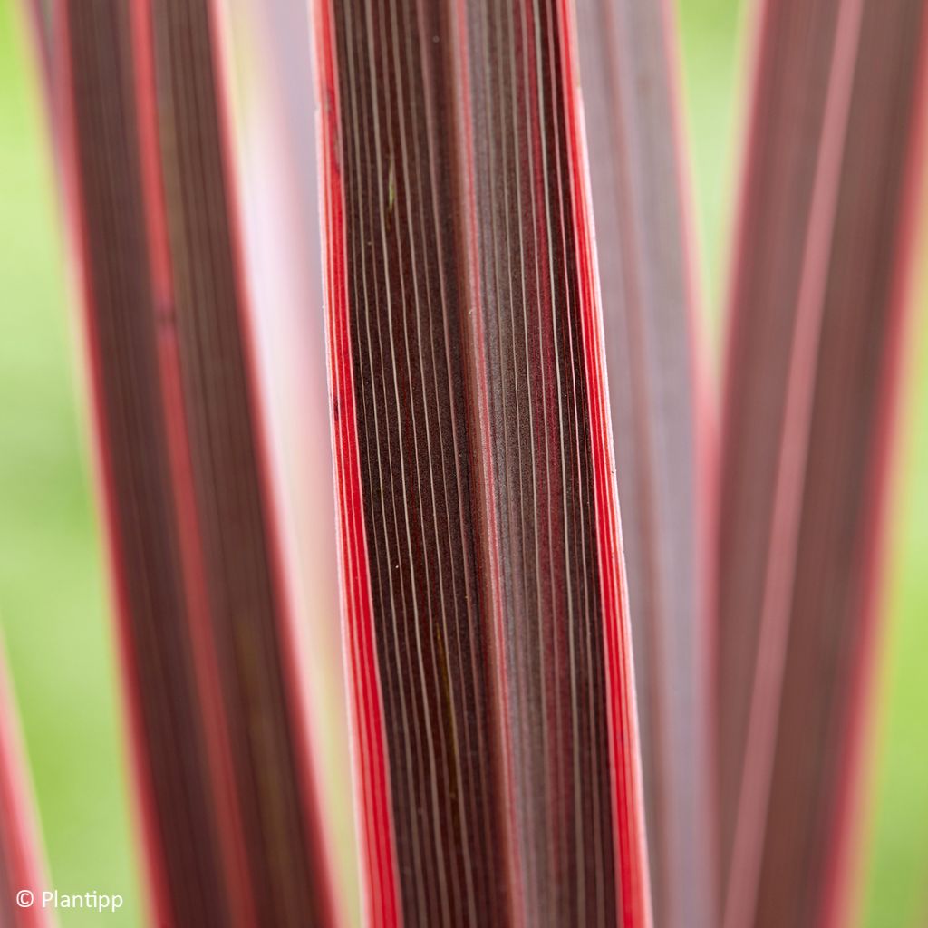 Cordyline Charlie boy®