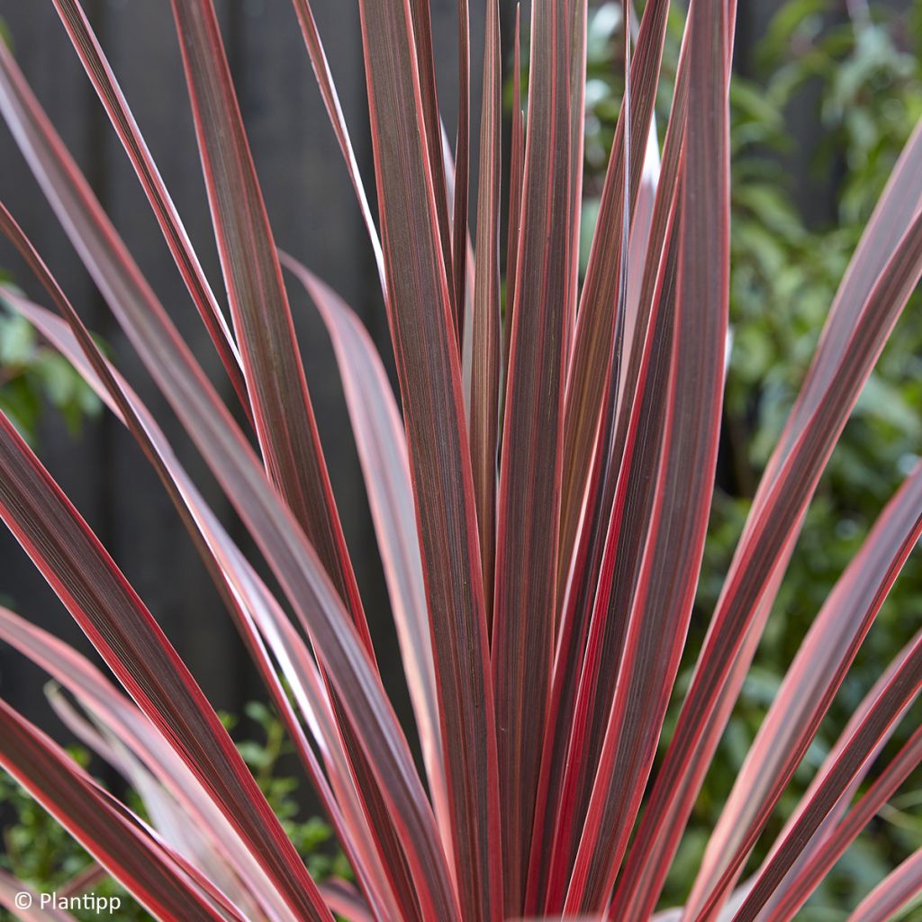 Cordyline Charlie boy®