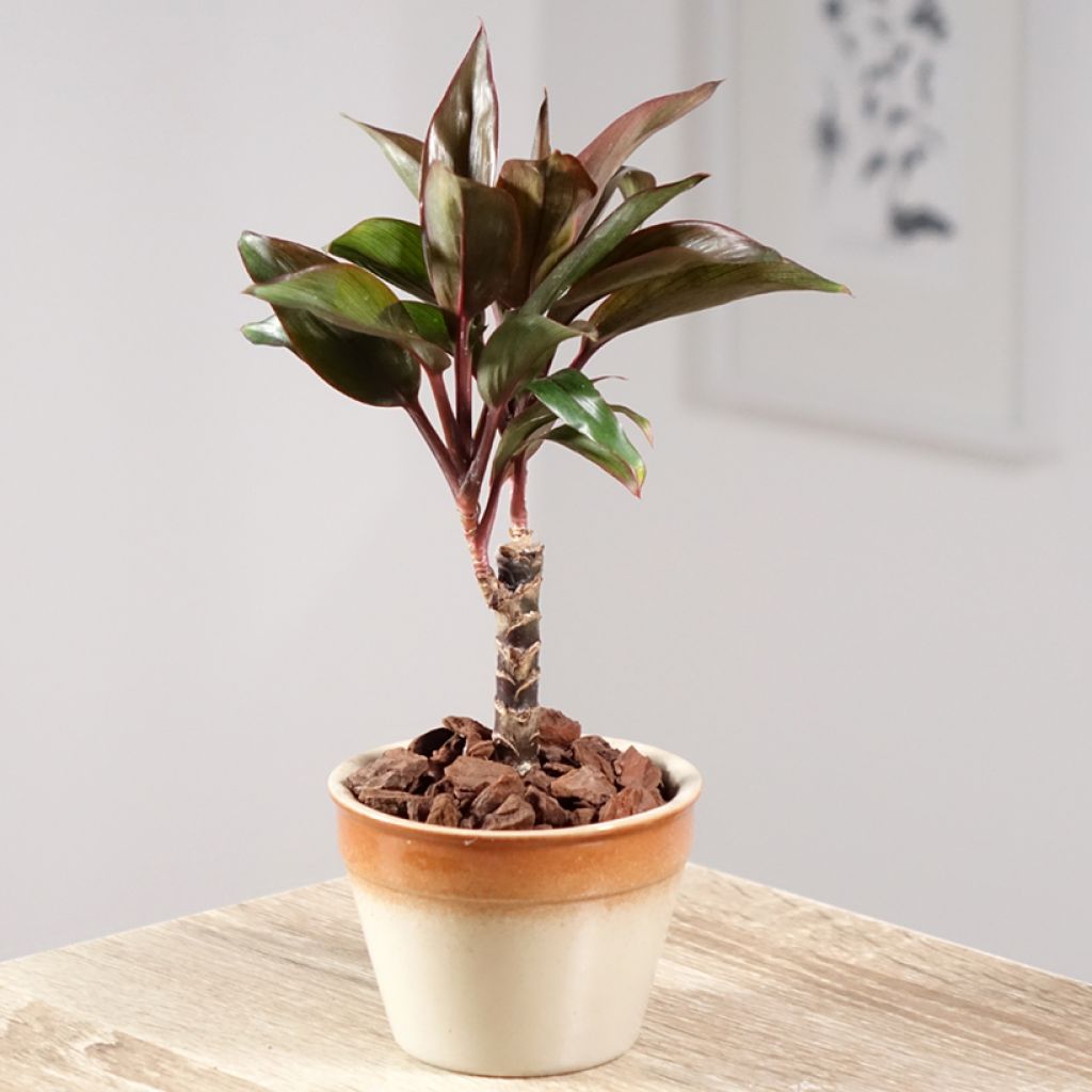 Cordyline fructicosa Purple Compacta