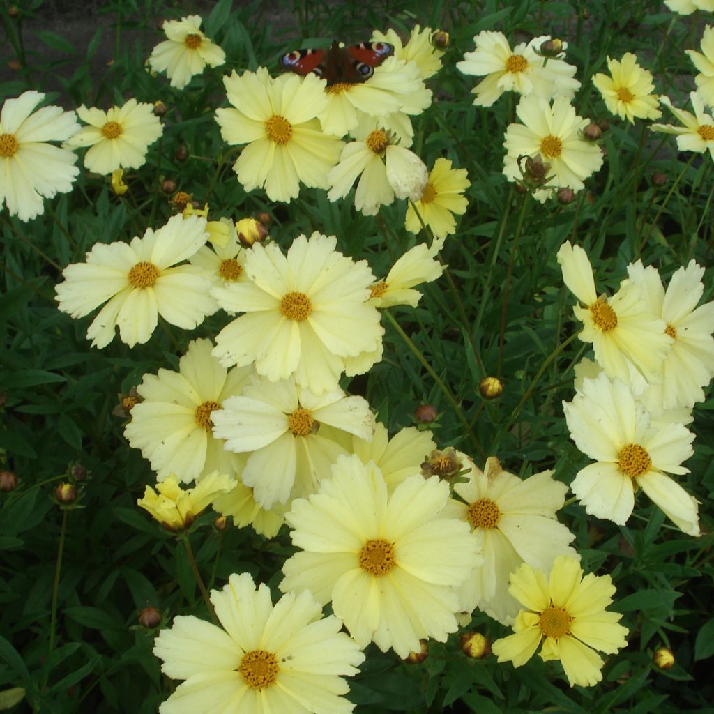 Coreopsis Full Moon Madness - Coréopsis à fleurs jaune crémeux