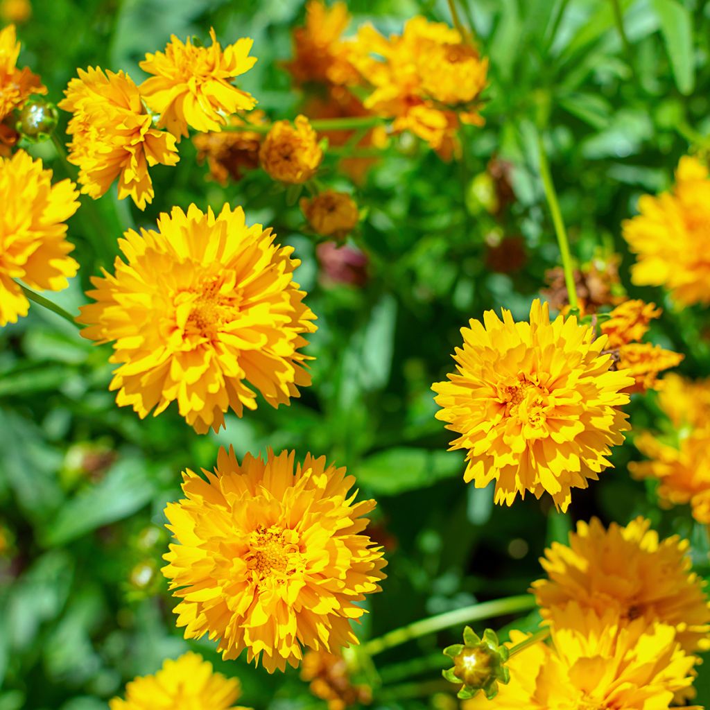 Coreopsis alpinus Early Sunrise