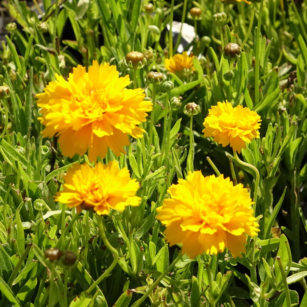 Coreopsis alpinus Early Sunrise