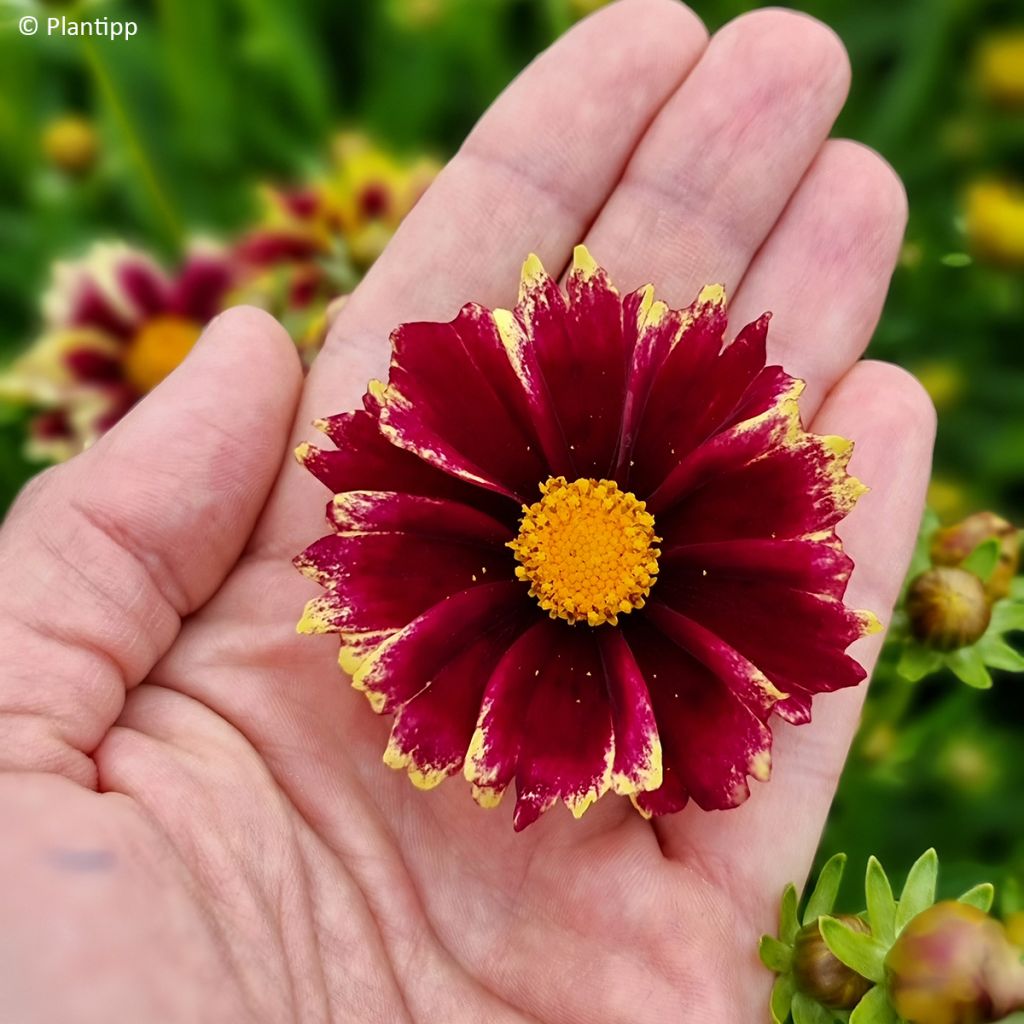 Coreopsis grandiflora Solar Fancy