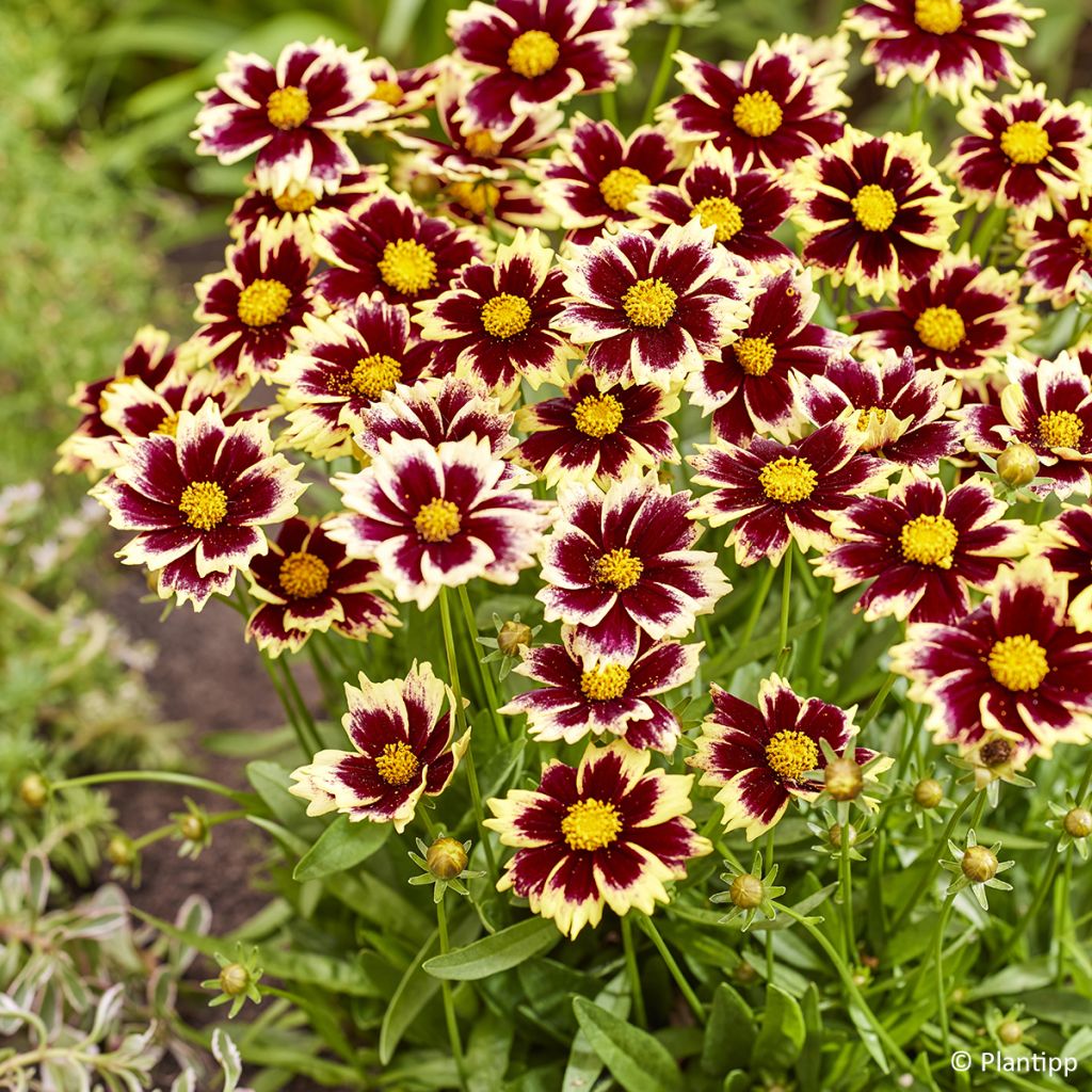 Coreopsis grandiflora Solar Fancy