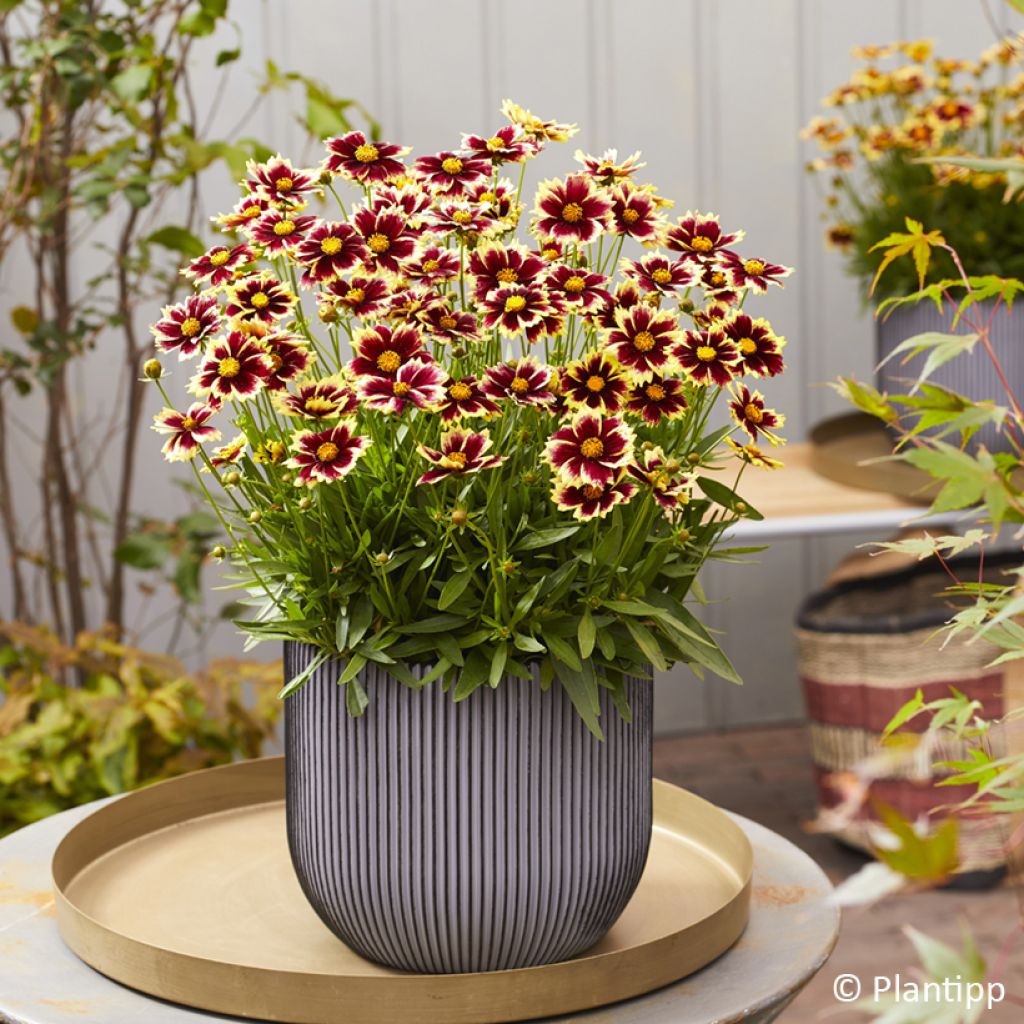 Coreopsis grandiflora Solar Fancy