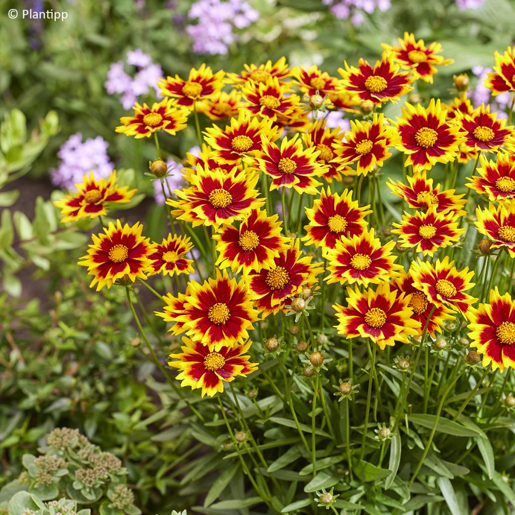 Coreopsis grandiflora Solar Jewel
