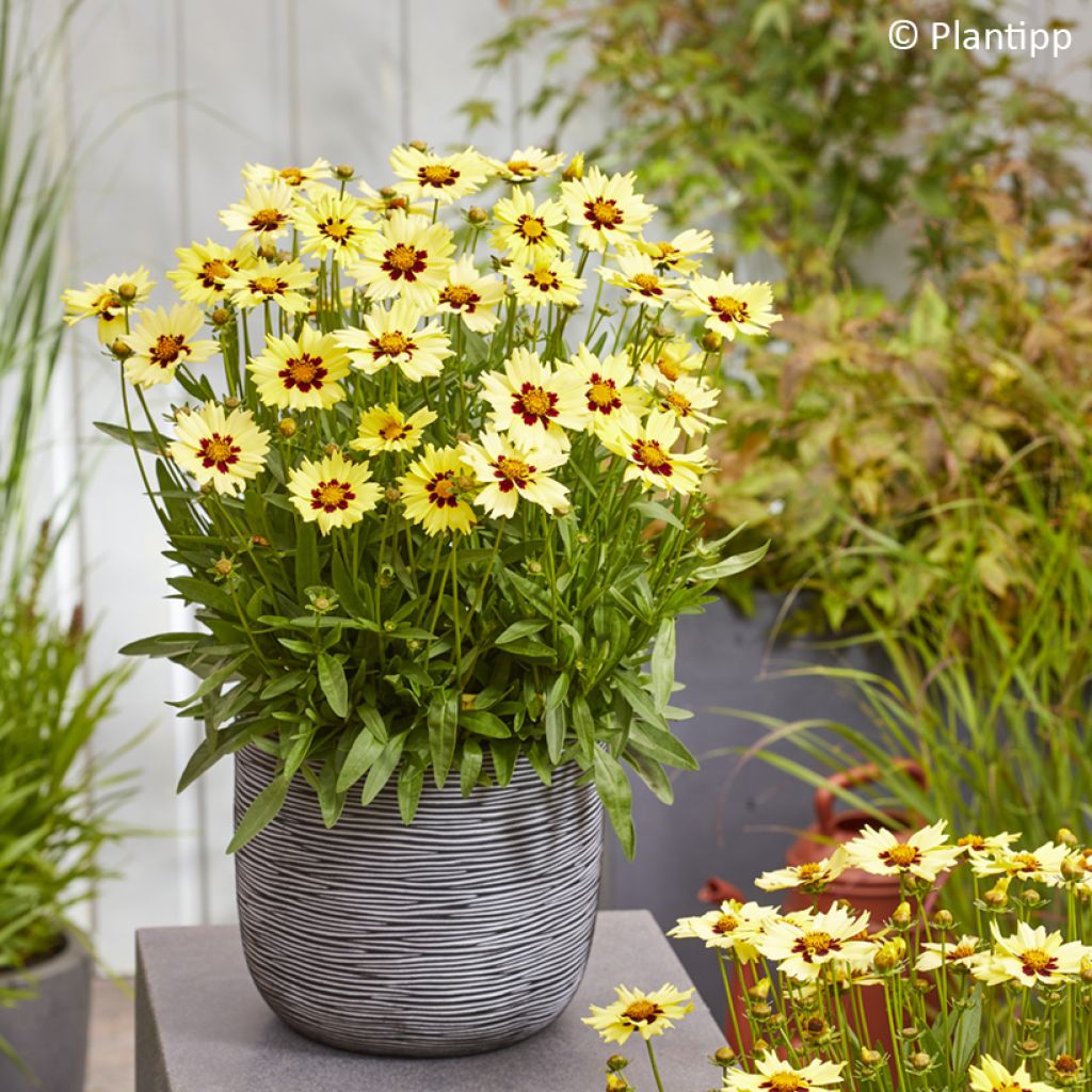Coreopsis grandiflora Solar Moon