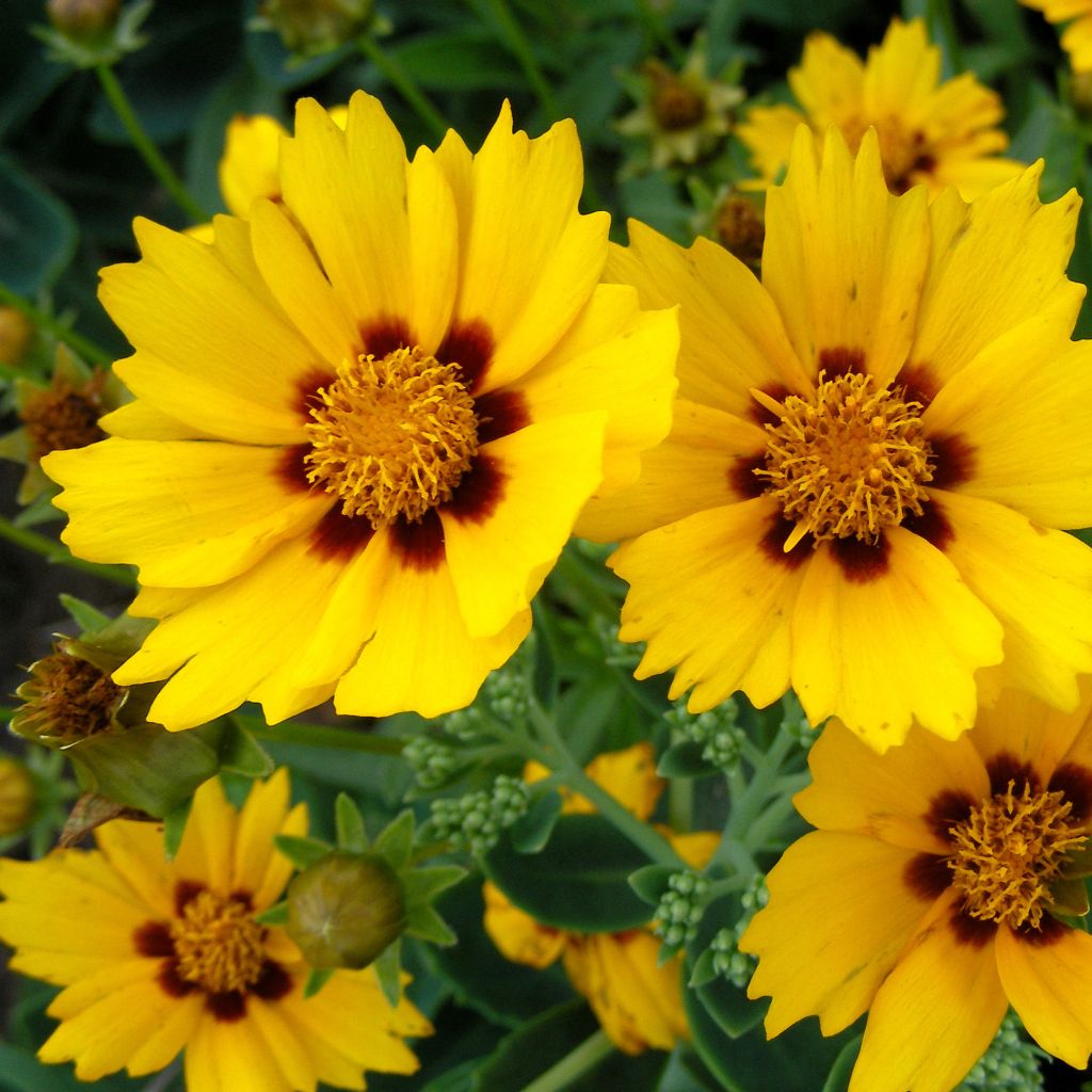 Coreopsis grandiflora Sonnenkind - Oeil de Jeune Fille