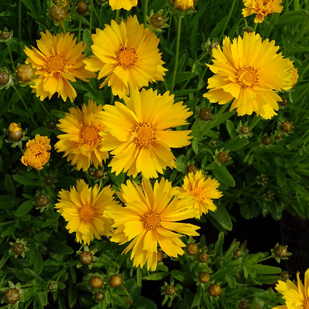 Coreopsis grandiflora Sunray - Coréopsis à grandes fleurs