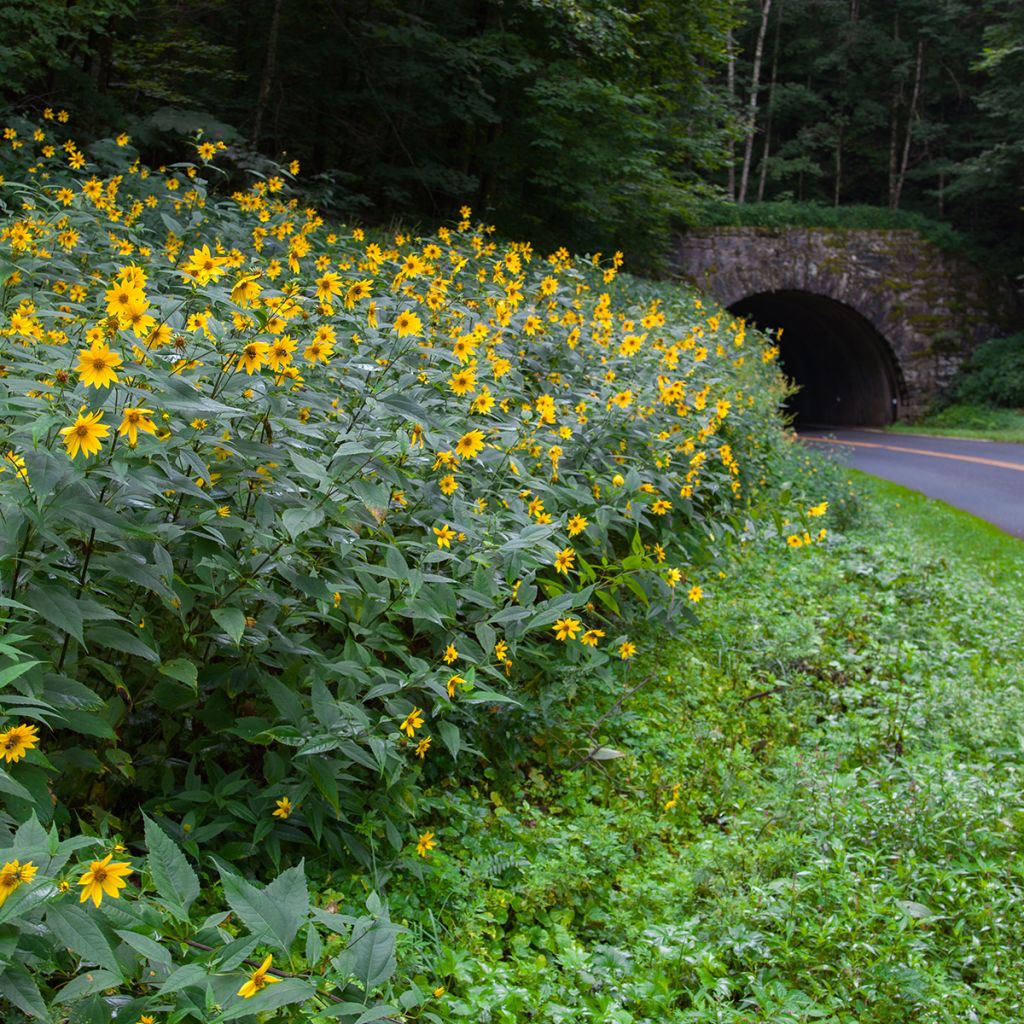 Coreopsis major