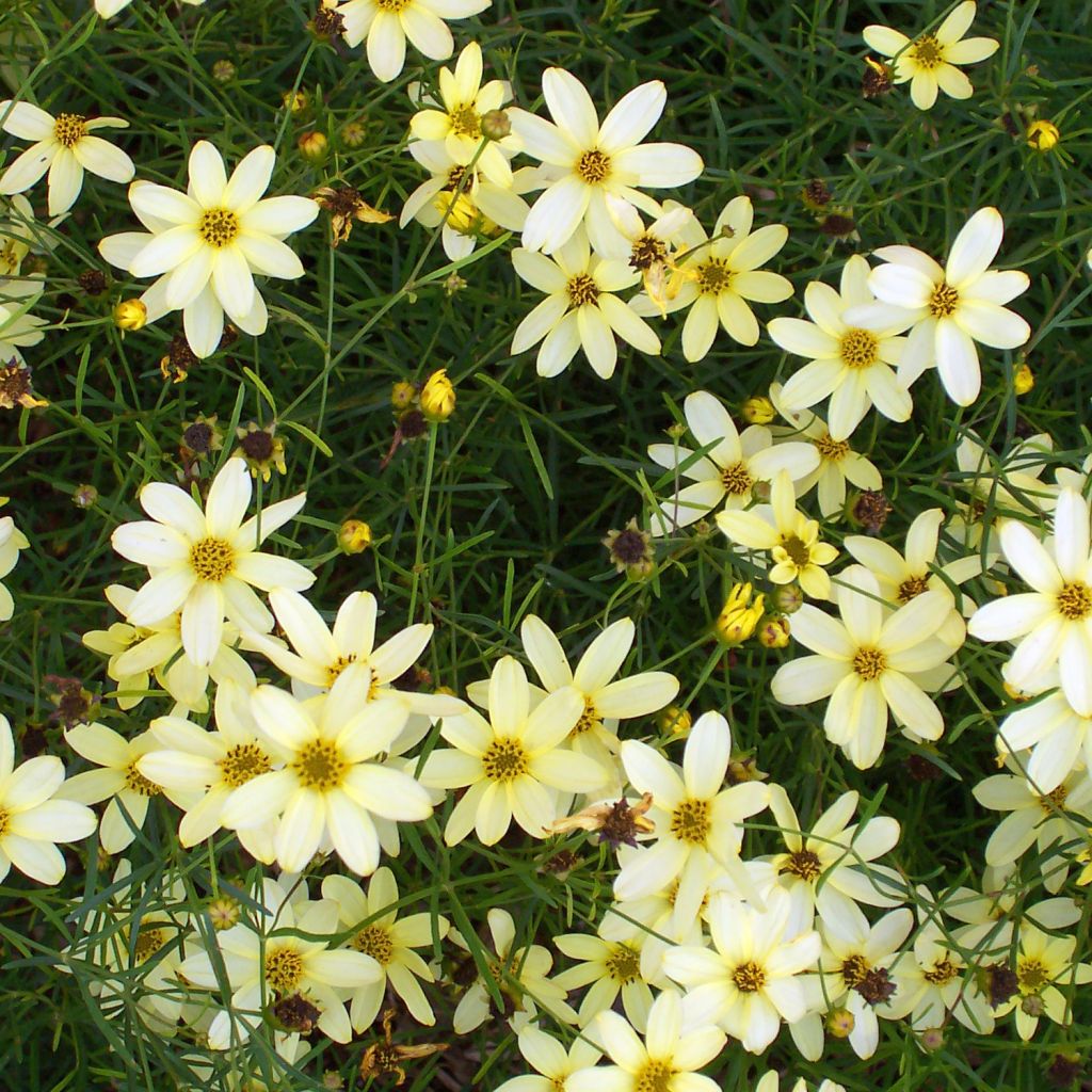 Coreopsis verticillata Moonbeam - Coréopsis verticillé
