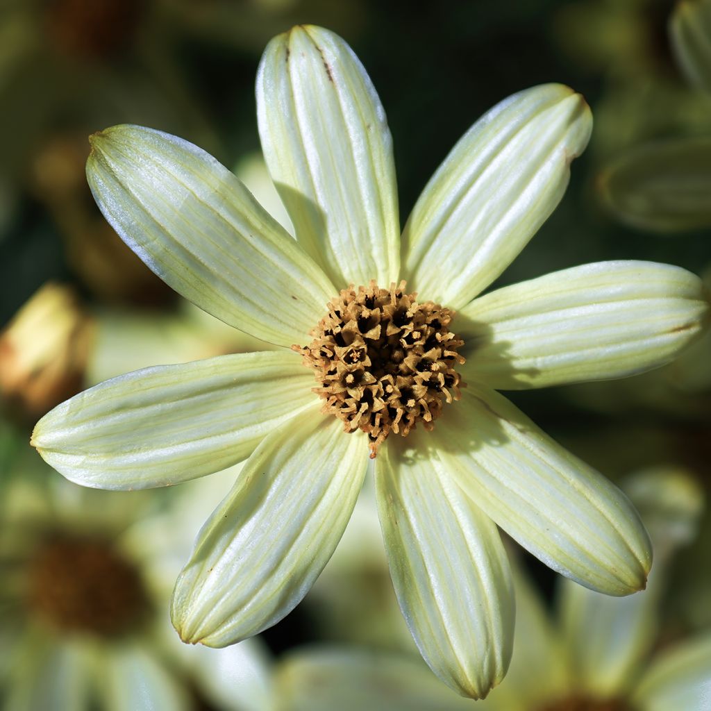 Coreopsis verticillata Moonbeam (Clair de Lune) - Coréopsis verticillé