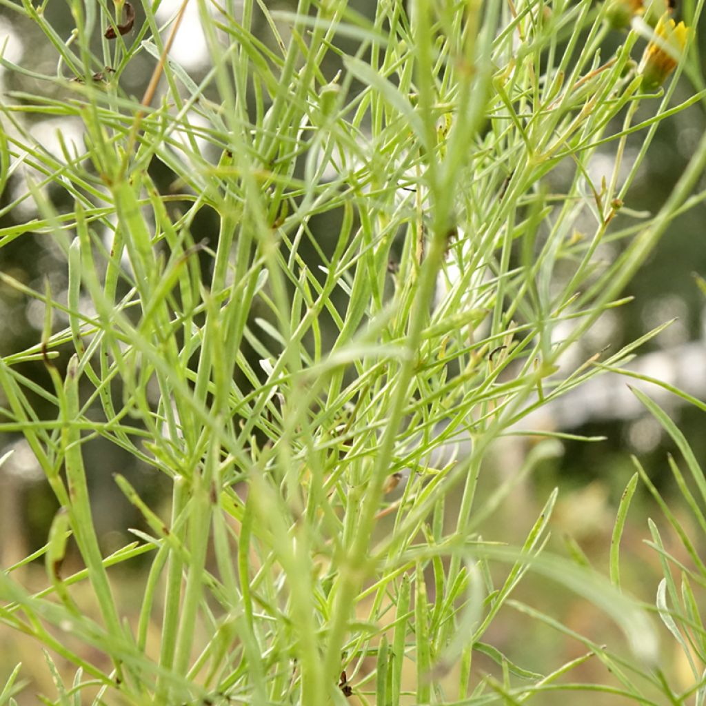 Coreopsis verticillata S&S Curry Up - Coreopsis verticillé