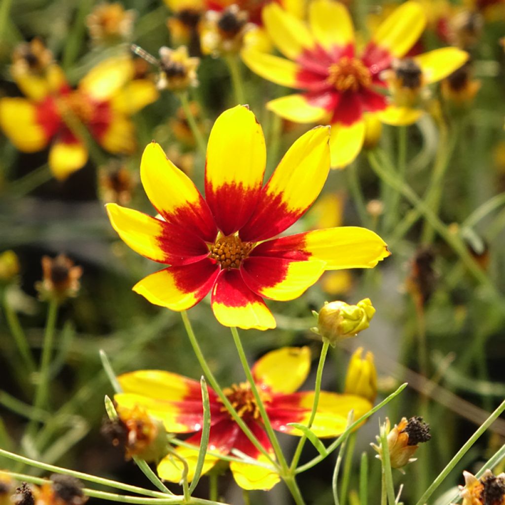 Coreopsis verticillata S&S Curry Up - Coreopsis verticillé