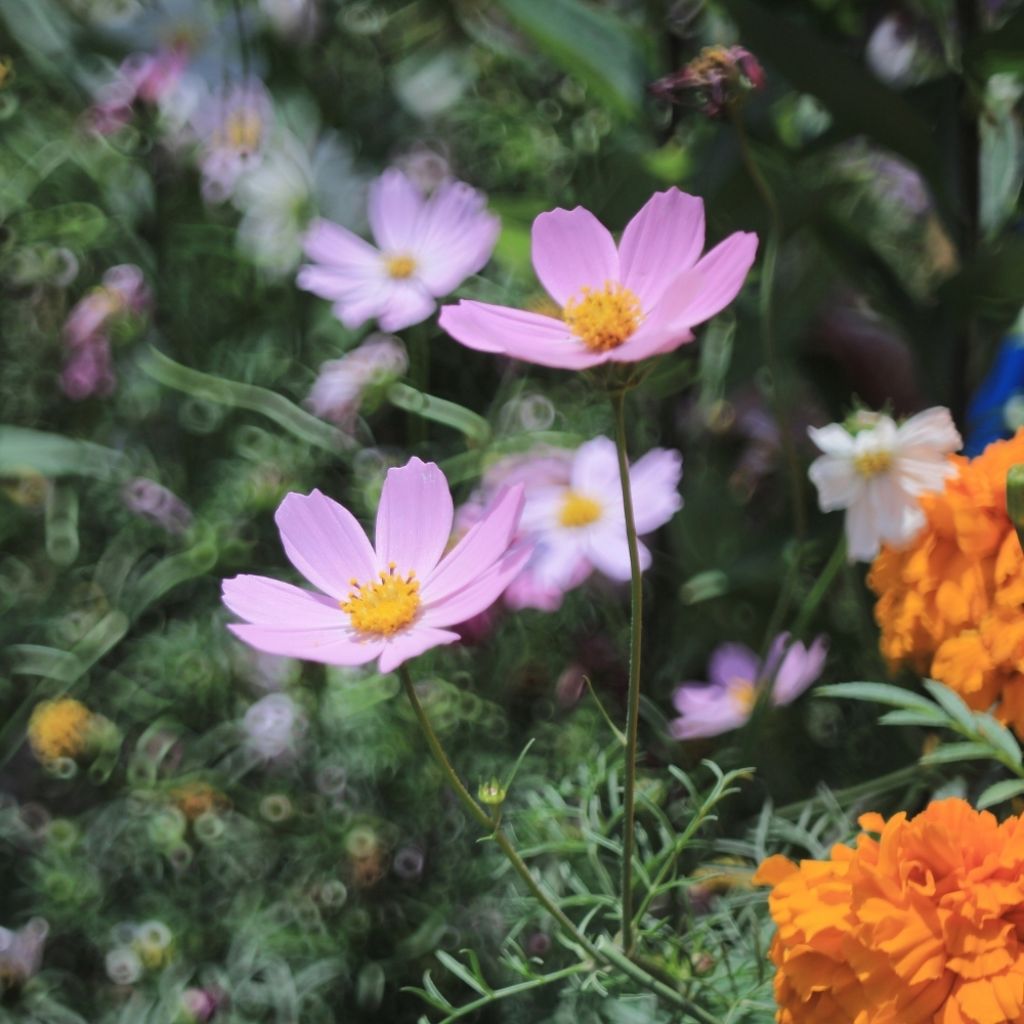 Coreopsis rosea American Dream