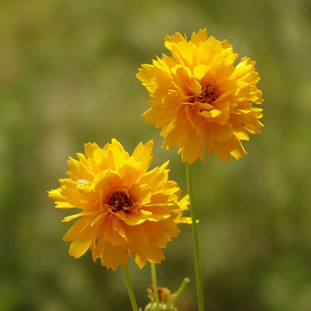 Coreopsis alpinus Early Sunrise