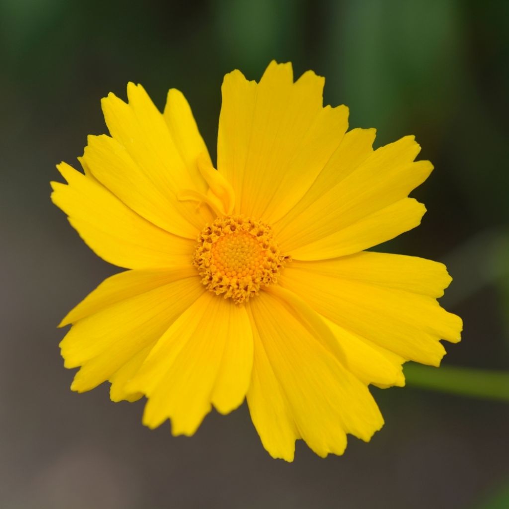 Coreopsis grandiflora Sonnenkind