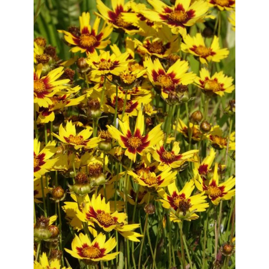 Coreopsis lanceolata Baby Gold