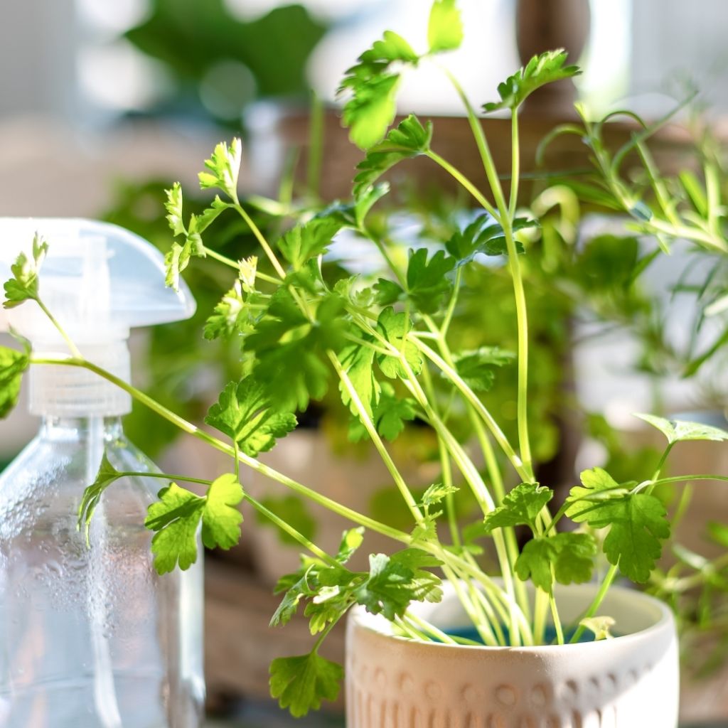 Coriandre cultivée Bio