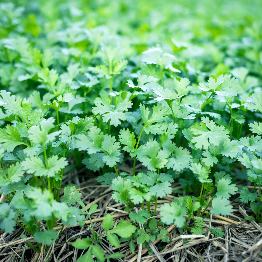 Coriandre cultivée