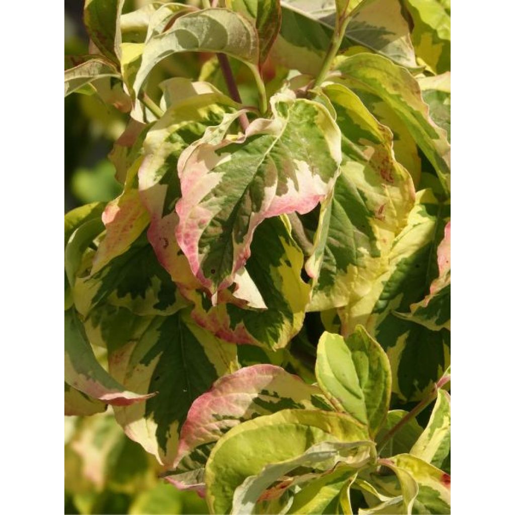 Cornus florida Rainbow - Cornouiller de Floride panaché