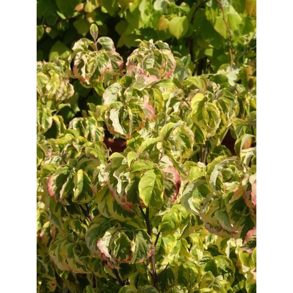 Cornus florida Rainbow - Cornouiller de Floride panaché
