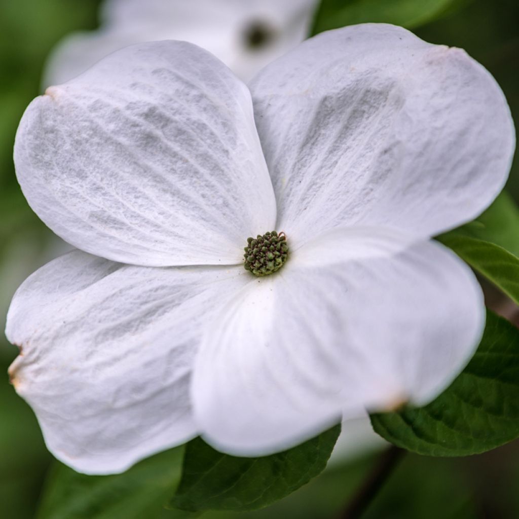 Cornus Eddie's White Wonder - Cornouiller hybride.