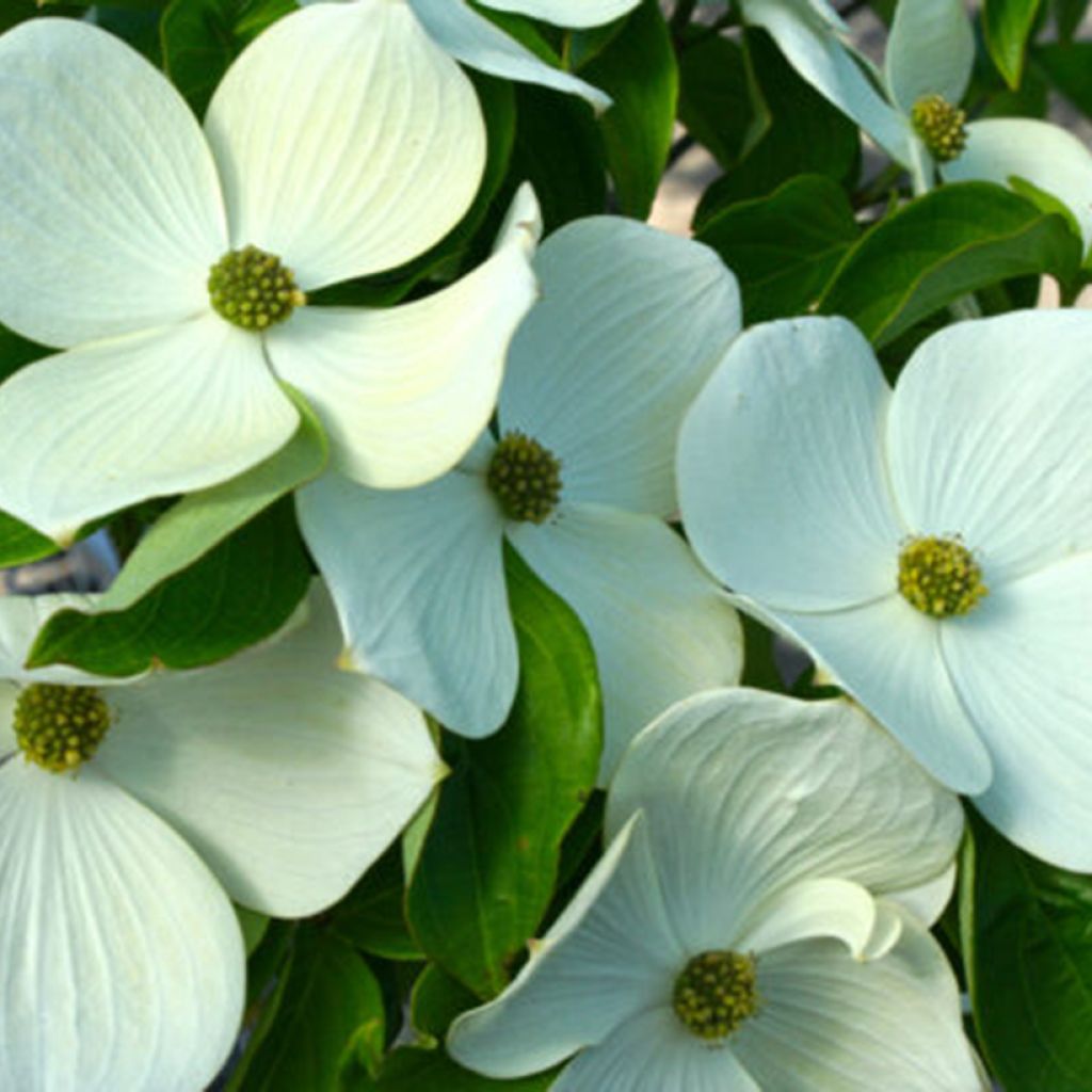 Cornus Starlight - Cornouiller à fleurs