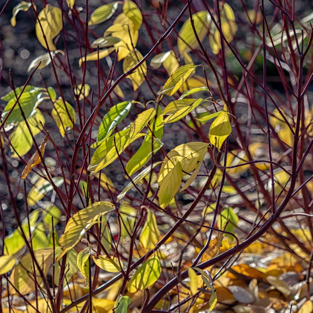 Cornus alba Aurea - Cornouiller blanc
