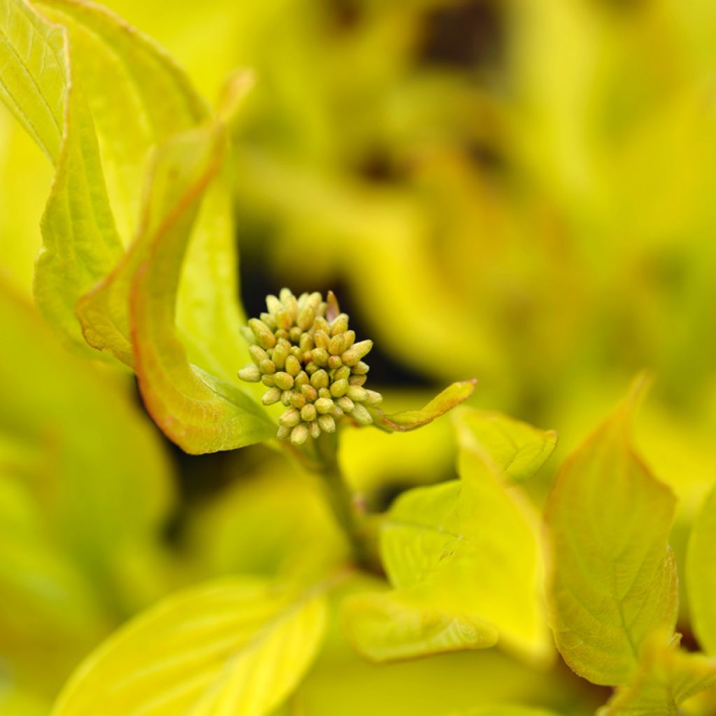 Cornus alba Aurea - Cornouiller blanc