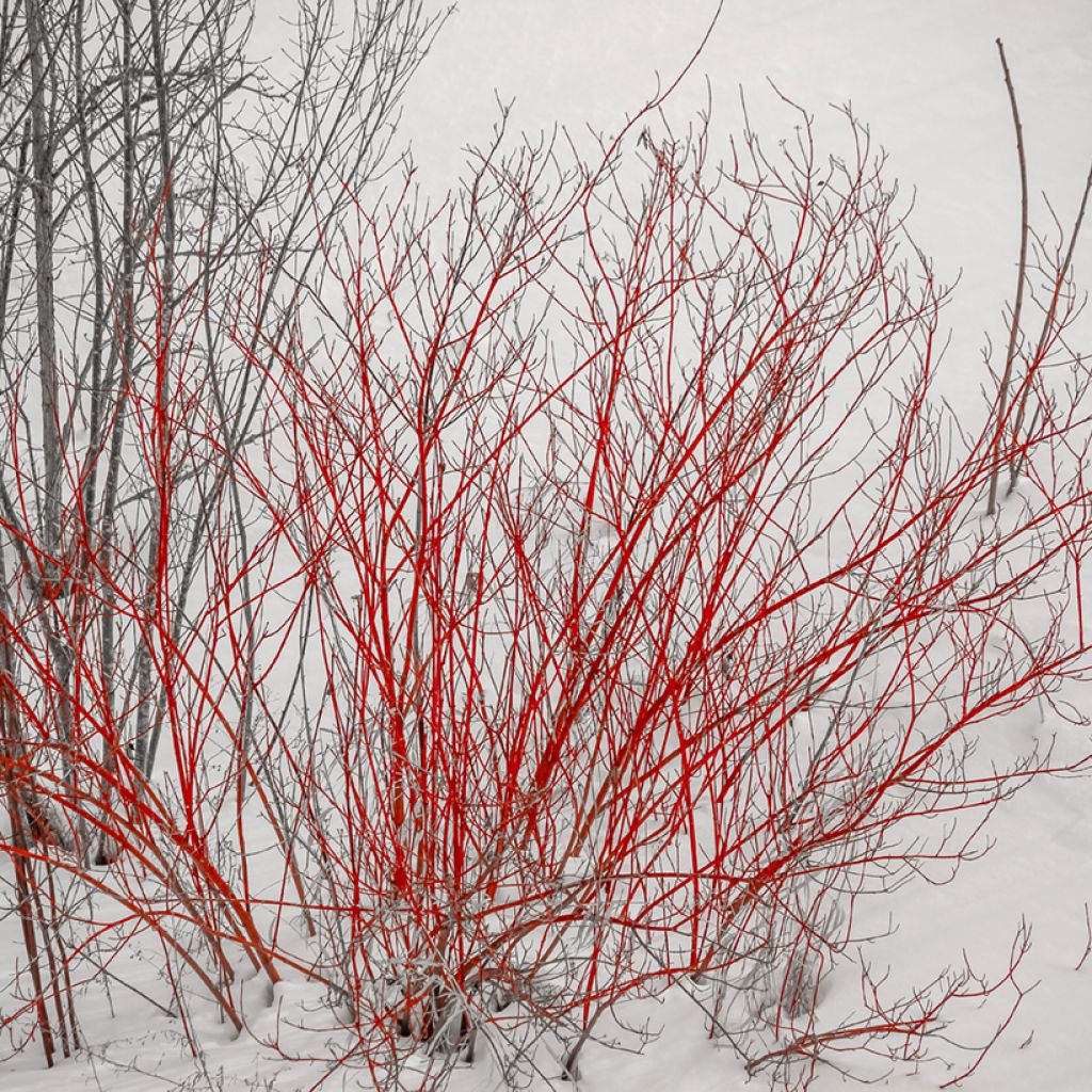 Cornus alba Sibirica - Cornouiller blanc de Sibérie