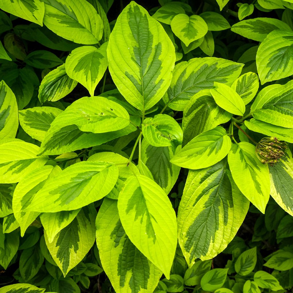 Cornus alba Spaethii - Cornouiller blanc à feuillage panaché