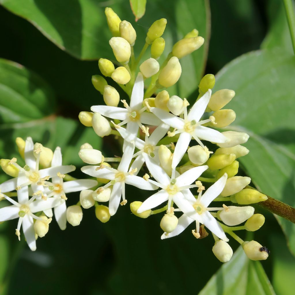 Cornus alternifolia - Cornouiller à feuilles alternes