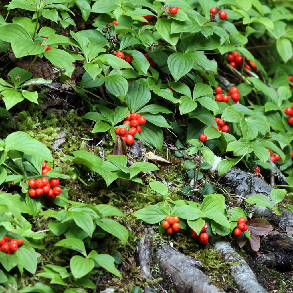 Cornouiller du Canada - Cornus canadensis