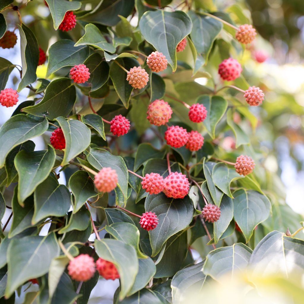 Cornus capitata - Cornouiller de l'Himalaya