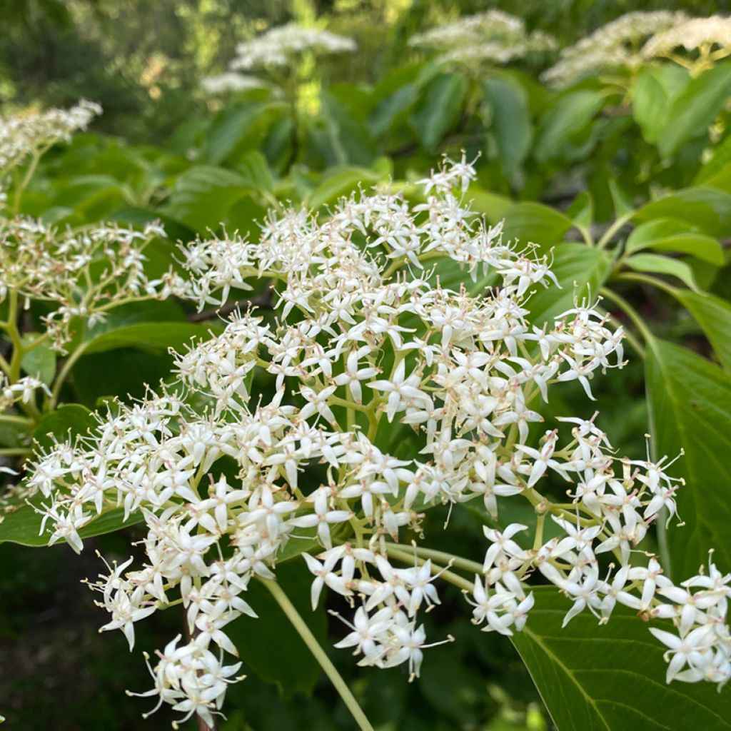 Cornus controversa - Cornouiller des Pagodes