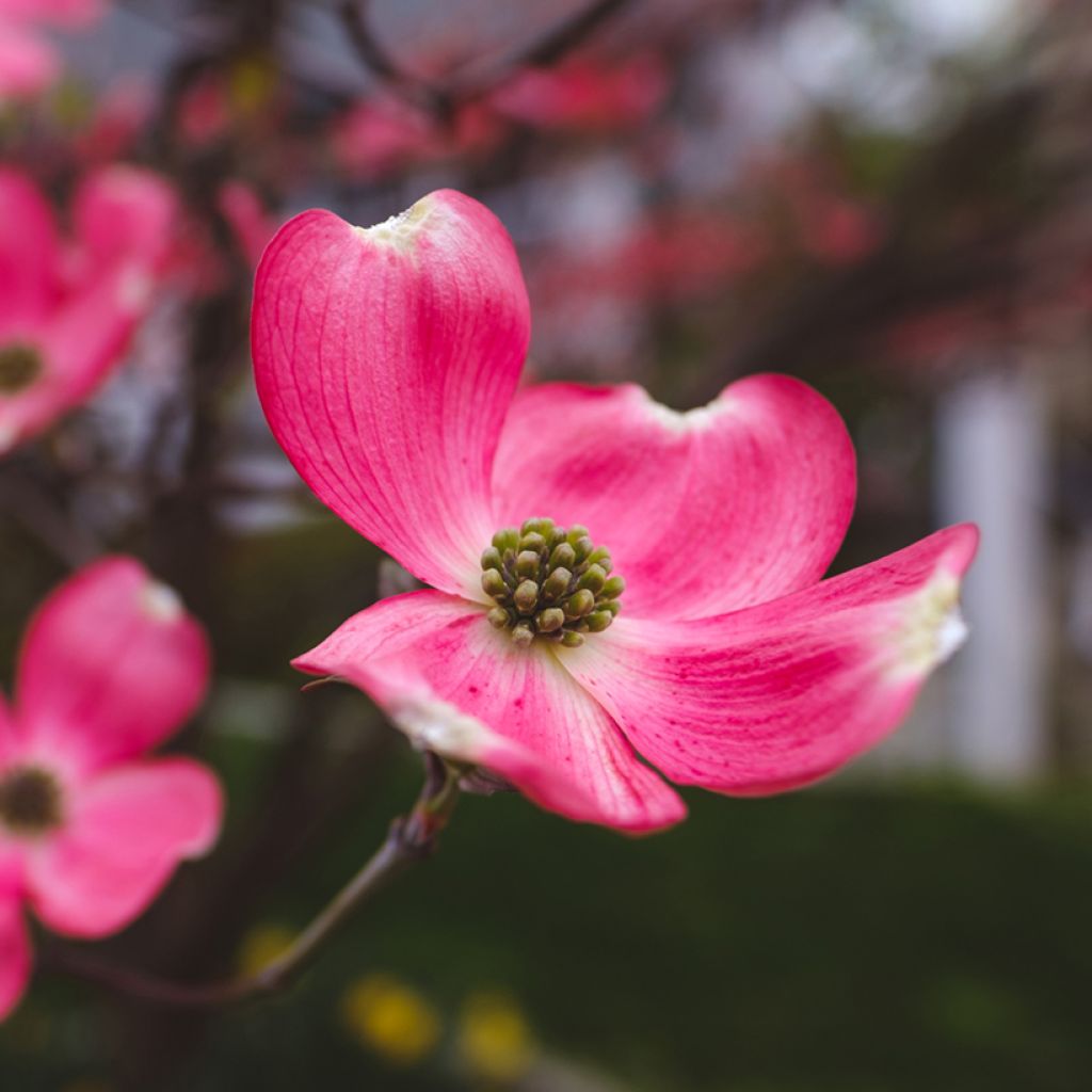 Cornus florida Cherokee Chief - Cornouiller d'Amerique