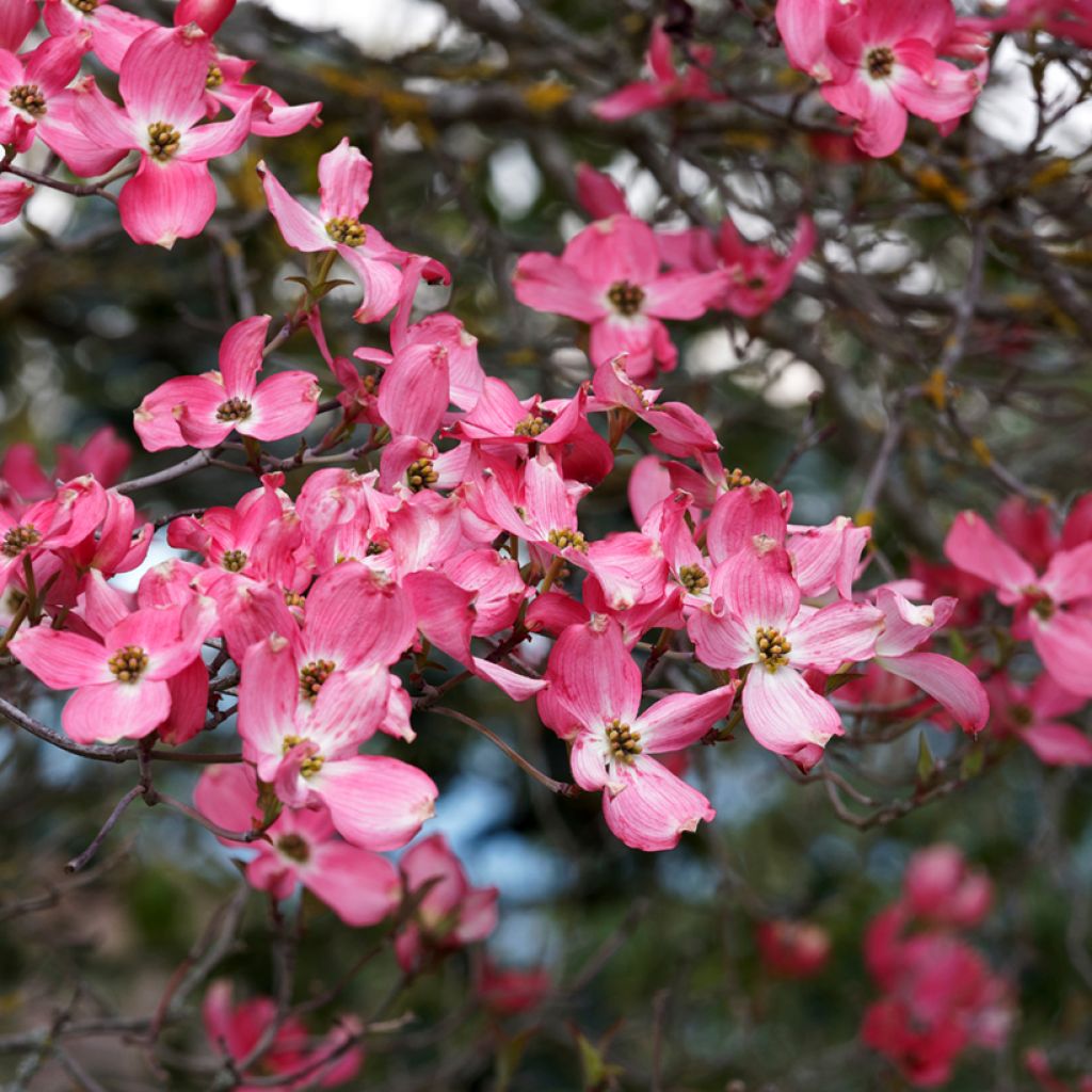 Cornus florida Cherokee Sunset - Cornouiller à fleurs