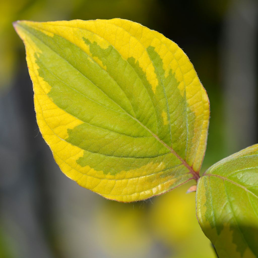 Cornus florida Rainbow - Cornouiller de Floride panaché