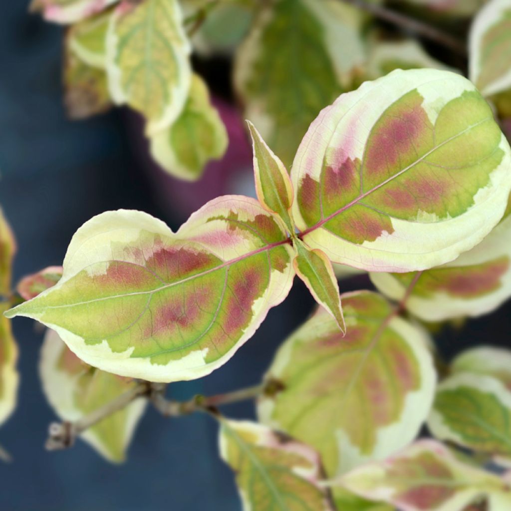 Cornus kousa Akatsuki - Cornouiller du Japon