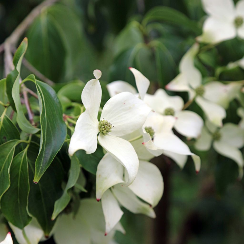 Cornus kousa Blue Shadow - Cornouiller du Japon