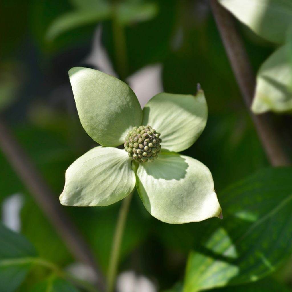 Cornus kousa China Girl - Cornouiller du Japon blanc