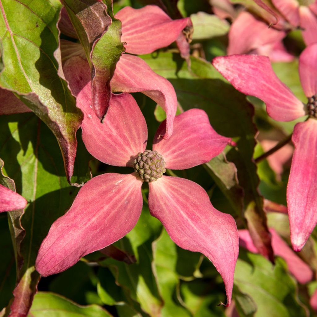Cornus kousa Scarlet Fire - Cornouiller du Japon
