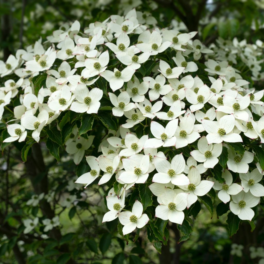 Cornus kousa Schmetterling - Cornouiller du Japon