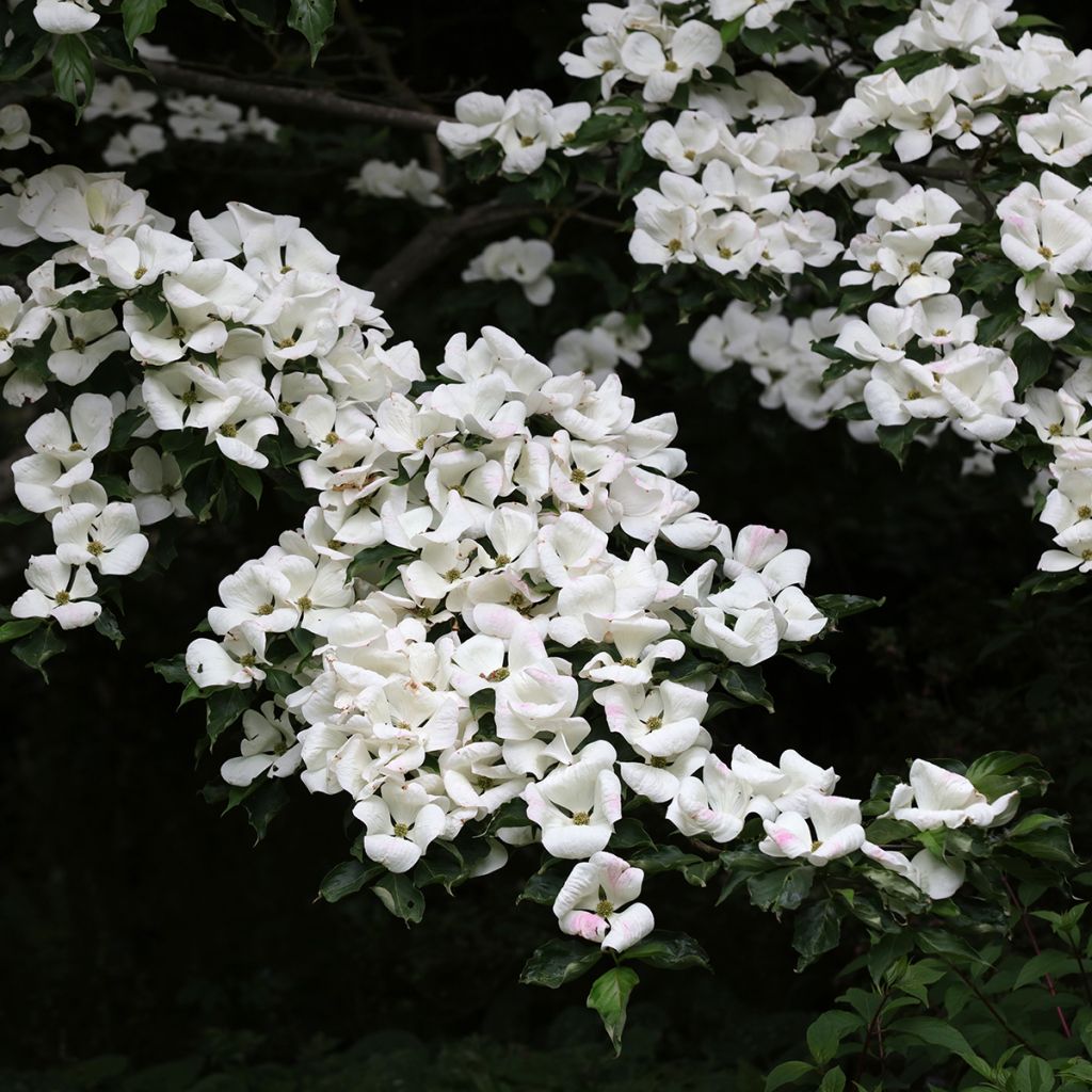 Cornus kousa Venus - Cornouiller du Japon blanc